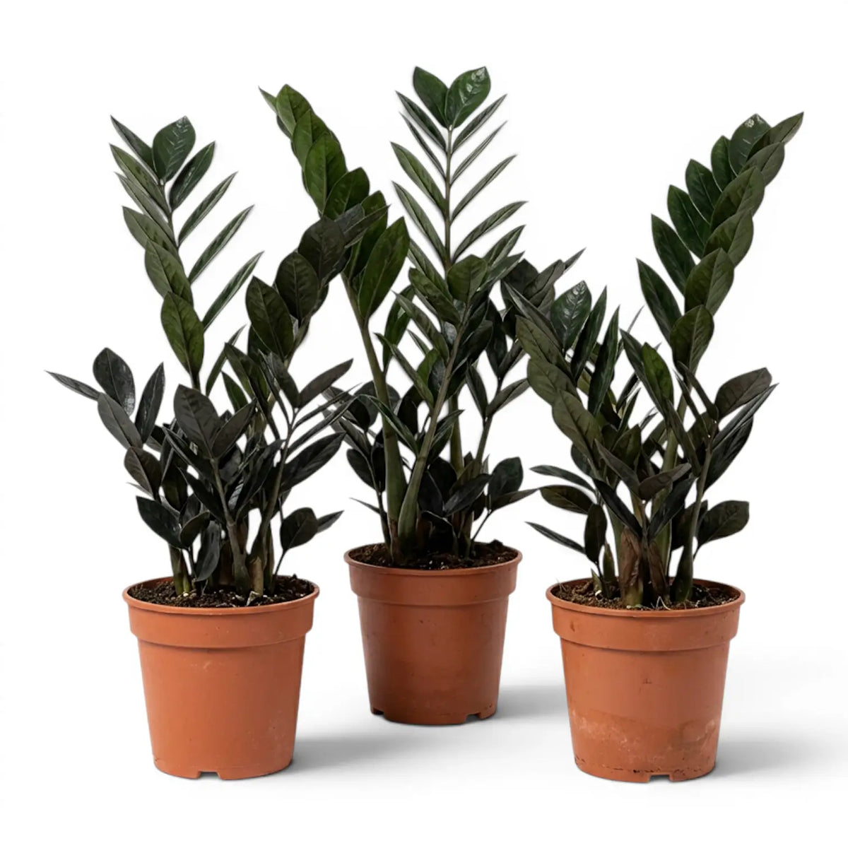 Drei Zamioculcas zamiifolia 'Raven'-Pflanzen in Kulturtöpfen.