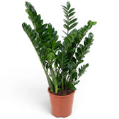 Zamioculcas zamiifolia in Größe XL im Kulturtopf.