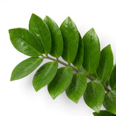Nahaufnahme der Blätter von Zamioculcas zamiifolia.
