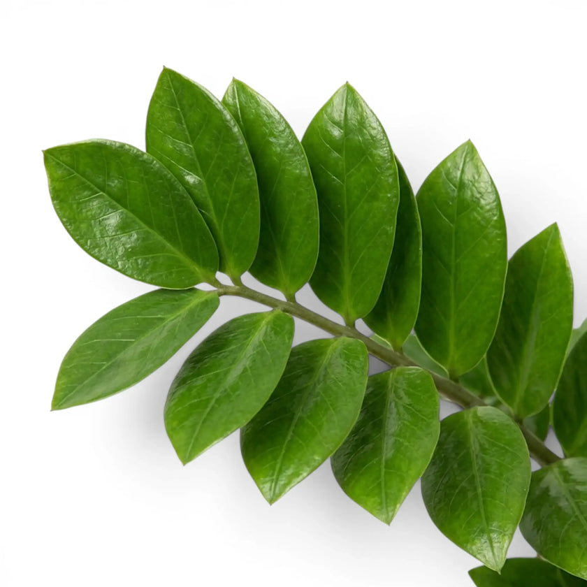 Nahaufnahme der Blätter von Zamioculcas zamiifolia.