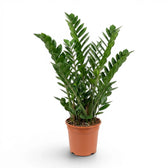 Große Zamioculcas zamiifolia im Kulturtopf.
