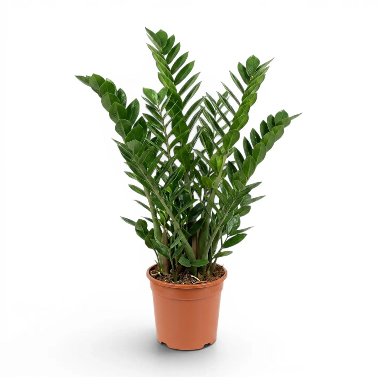 Große Zamioculcas zamiifolia im Kulturtopf.