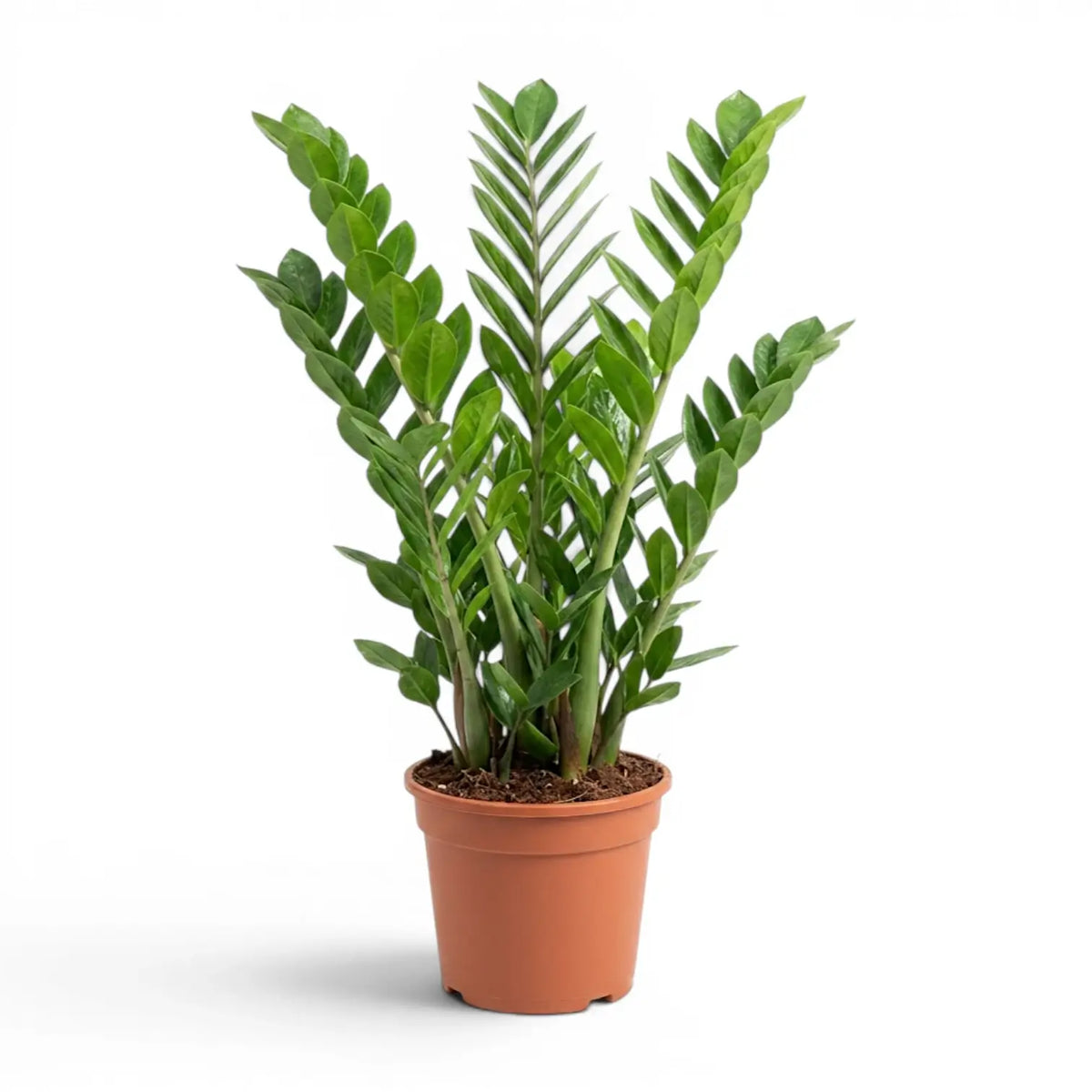 Große Zamioculcas zamiifolia im Kulturtopf.