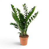 Große Zamioculcas zamiifolia im Kulturtopf.