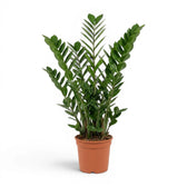 Große Zamioculcas zamiifolia im Kulturtopf.