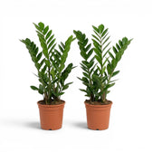 Mittelgroße Zamioculcas zamiifolia im Kulturtopf.