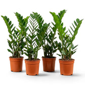 Mittelgroße Zamioculcas zamiifolia im Kulturtopf.