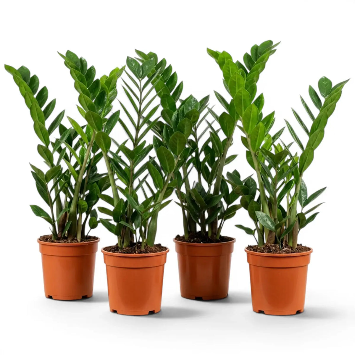 Mittelgroße Zamioculcas zamiifolia im Kulturtopf.