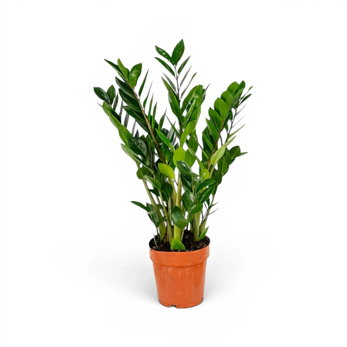 Mittelgroße Zamioculcas zamiifolia im Kulturtopf.