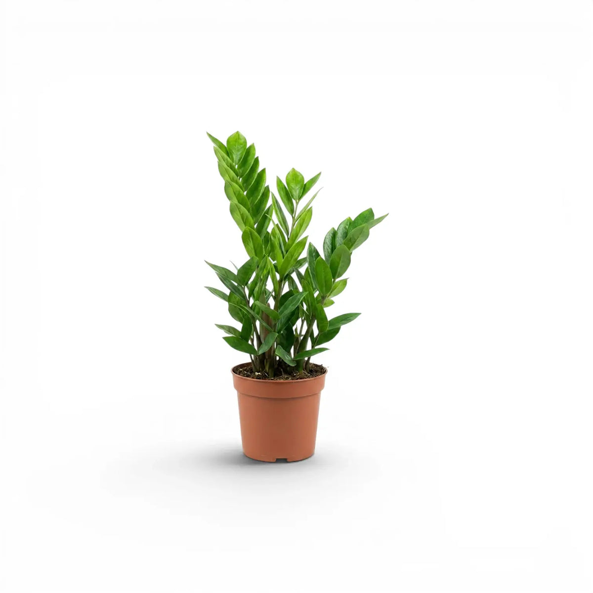 Kleine Zamioculcas zamiifolia im Kulturtopf.