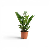 Kleine Zamioculcas zamiifolia im Kulturtopf.