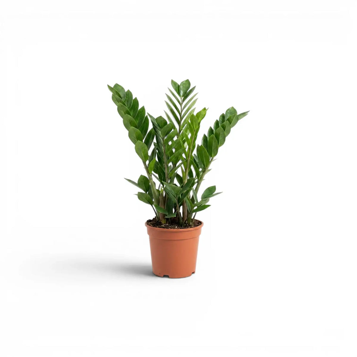 Kleine Zamioculcas zamiifolia im Kulturtopf.
