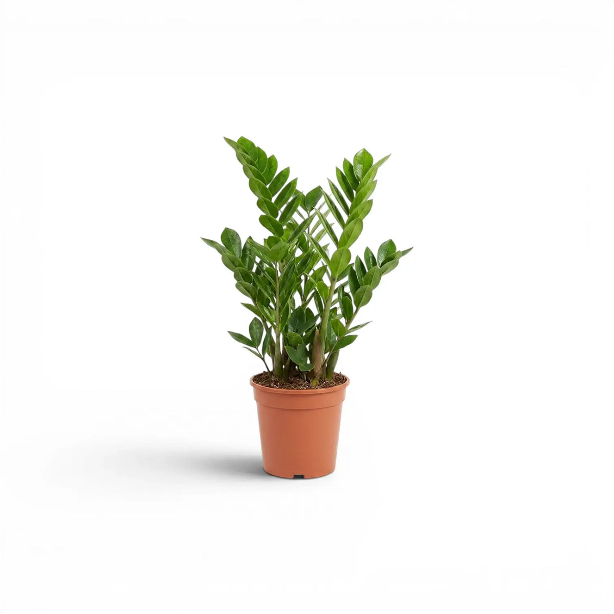 Kleine Zamioculcas zamiifolia im Kulturtopf.