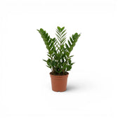 Kleine Zamioculcas zamiifolia im Kulturtopf.