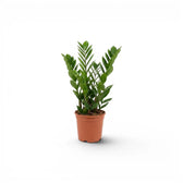 Kleine Zamioculcas zamiifolia im Kulturtopf.