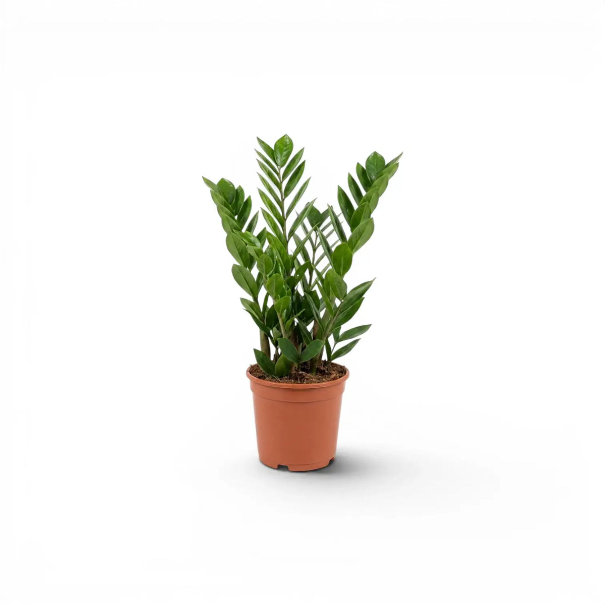 Kleine Zamioculcas zamiifolia im Kulturtopf.