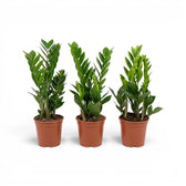 Kleine Zamioculcas zamiifolia im Kulturtopf.