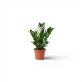 Zamioculcas zamiifolia in Größe XS im Kulturtopf.