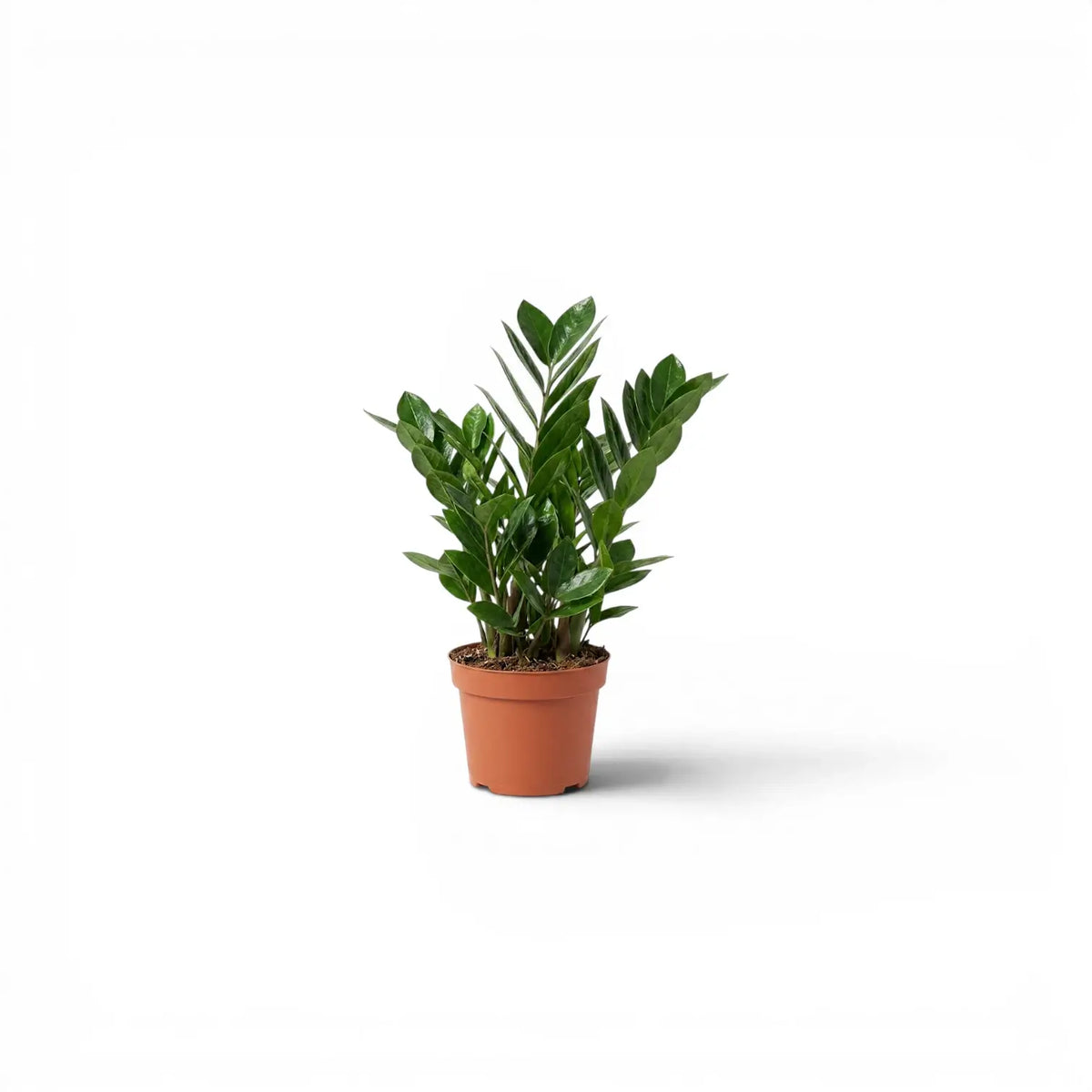Zamioculcas zamiifolia in Größe XS im Kulturtopf.