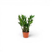 Zamioculcas zamiifolia in Größe XS im Kulturtopf.