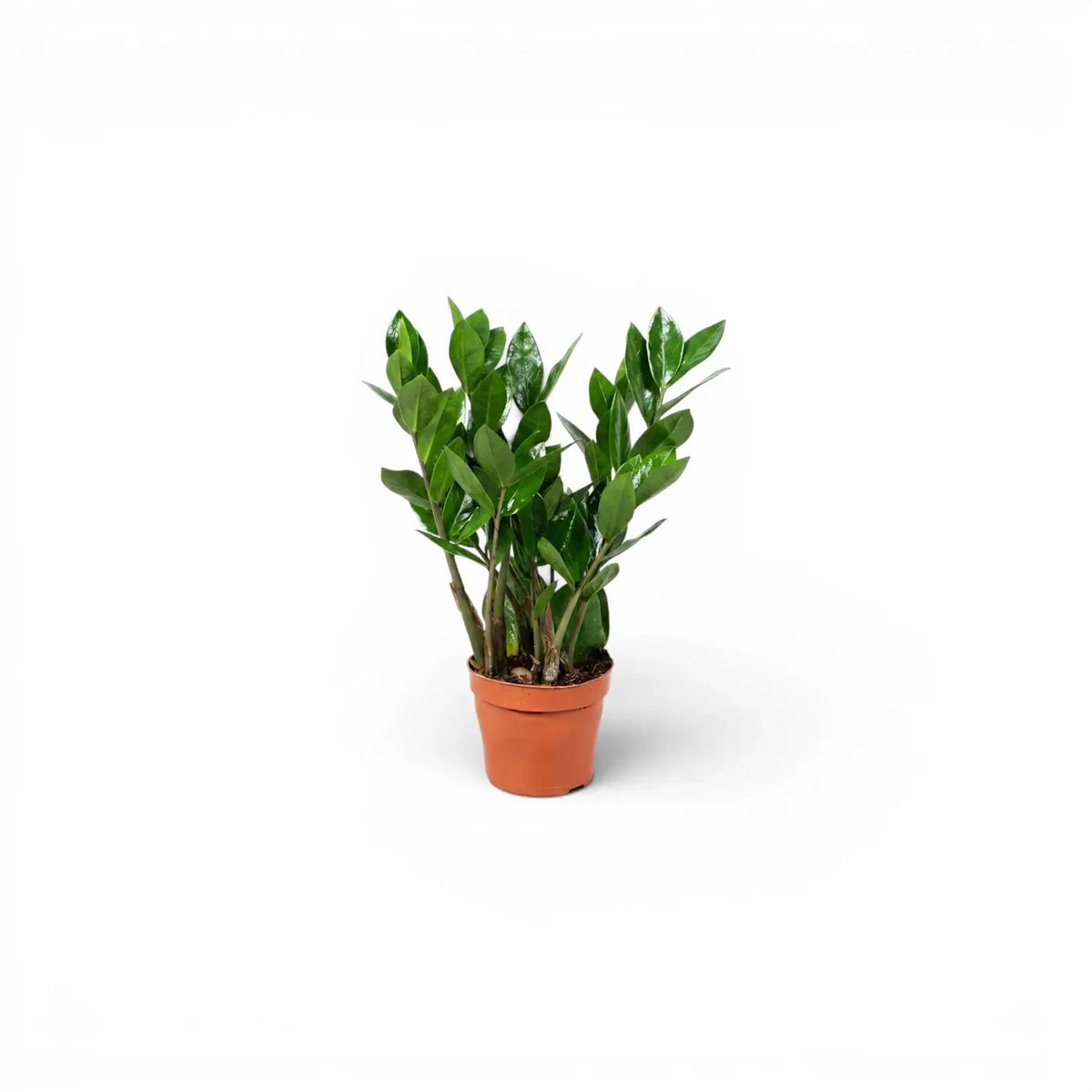 Zamioculcas zamiifolia in Größe XS im Kulturtopf.