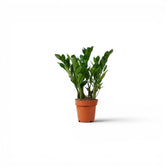 Zamioculcas zamiifolia in Größe XS im Kulturtopf.