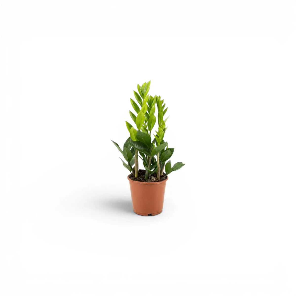 Zamioculcas zamiifolia in Größe XS im Kulturtopf.
