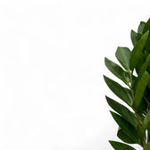 Zamioculcas zamiifolia 'Zamicro' close-up of leaf on white background.