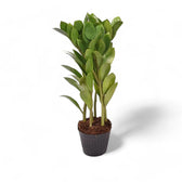 Zamioculcas zamiifolia 'Zamicro' potted plant in nursery pot on white background.