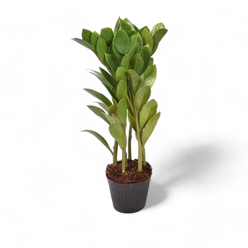 Zamioculcas zamiifolia 'Zamicro' Zimmerpflanze im Anzuchttopf vor weißem Hintergrund, Produktfoto 2.