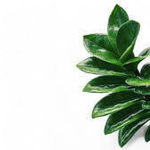 Zamioculcas zamiifolia 'Zenzi' – Blattdetail vor weißem Hintergrund..