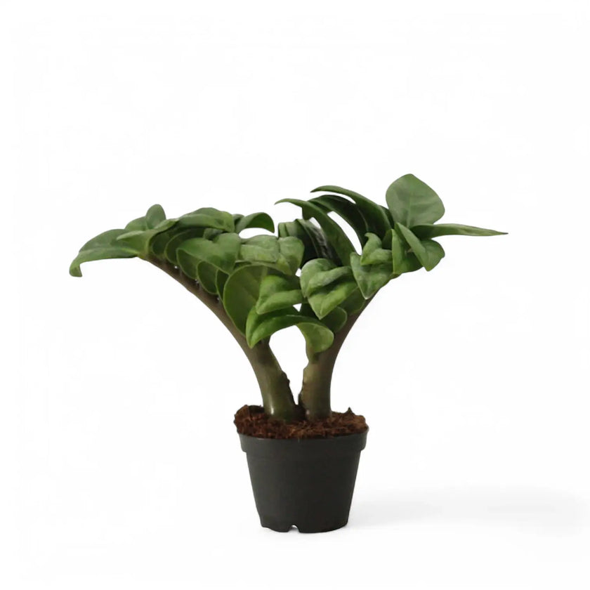 Zamioculcas zamiifolia 'Zenzi' Zimmerpflanze im Anzuchttopf vor weißem Hintergrund, Produktfoto 2.