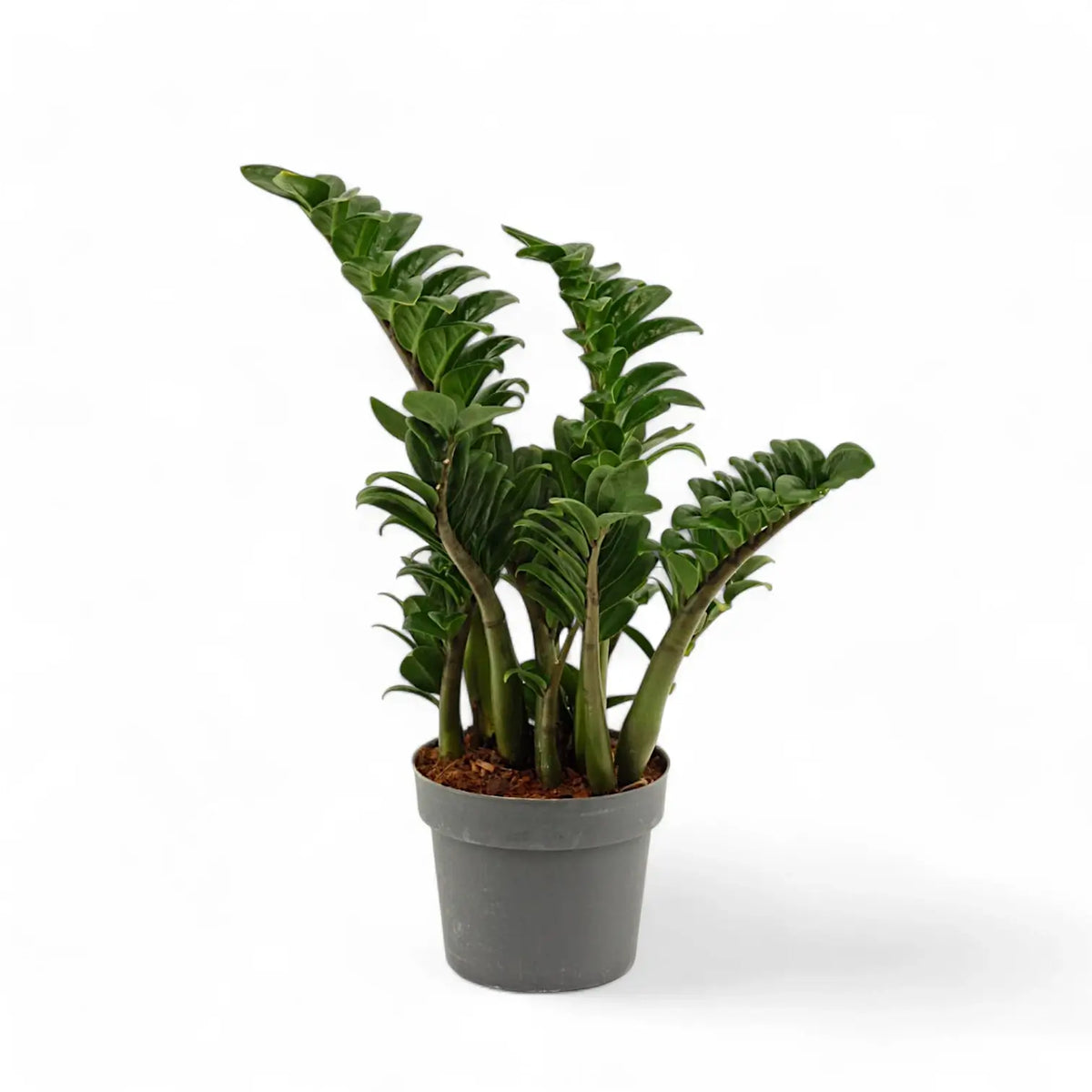 Zamioculcas zamiifolia 'Zenzi' Zimmerpflanze im Anzuchttopf vor weißem Hintergrund, Produktfoto 5.